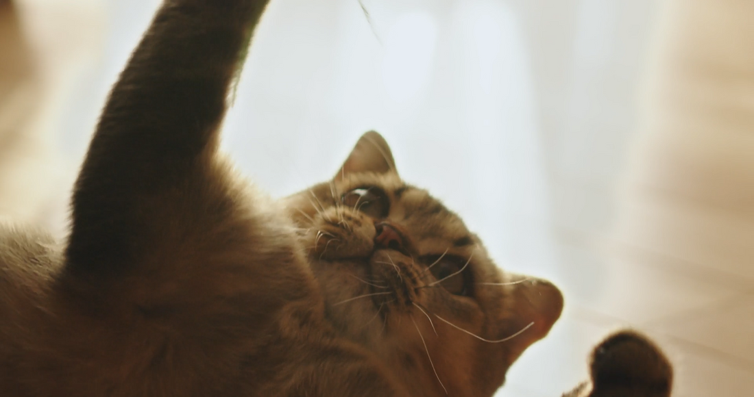 Creating a Home That Enriches Indoor Cat Life