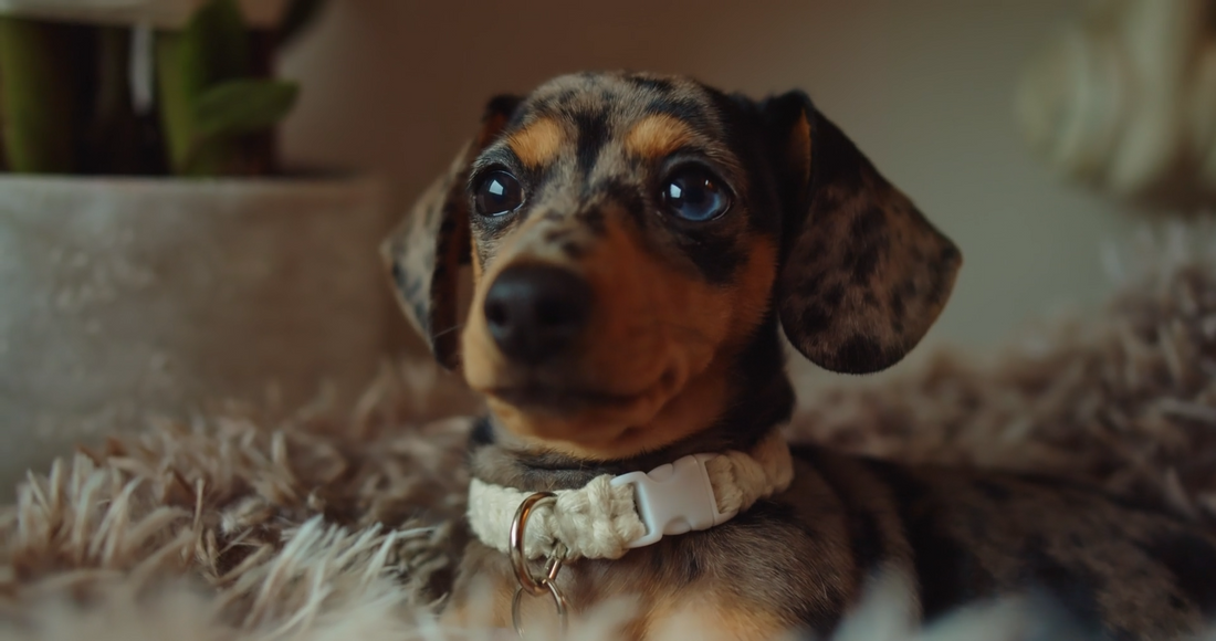 Smarter Feeding Stations Are Transforming Modern Pet Homes