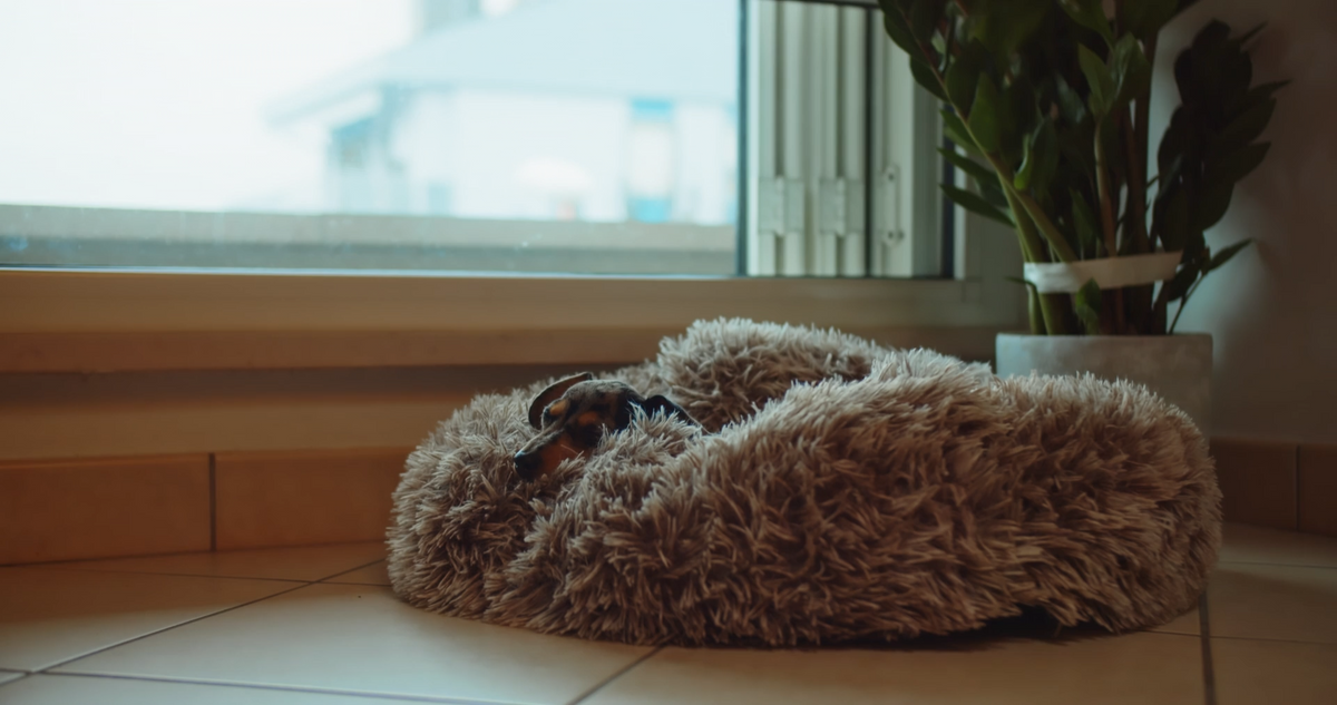 Why Calming Pet Beds Matter More Than You Think