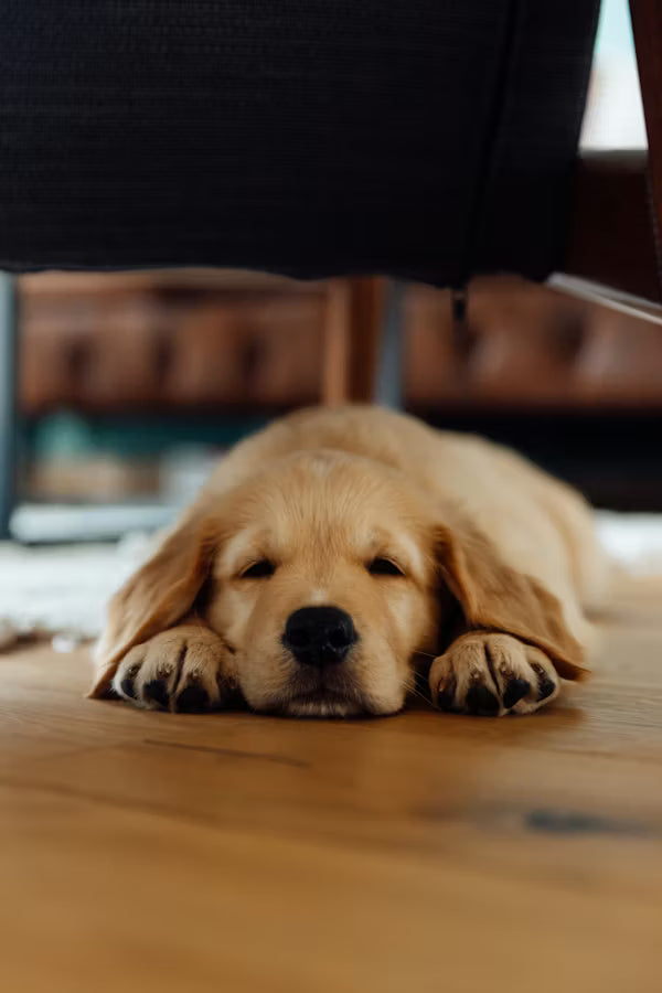 Smarter Mealtime for Every Pet